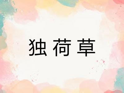 独荷草