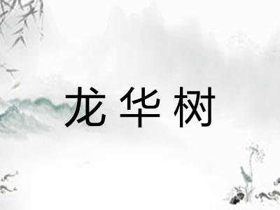 龙华树