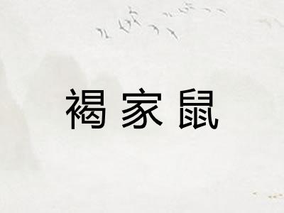 褐家鼠