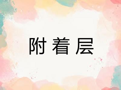 附着层 附着层