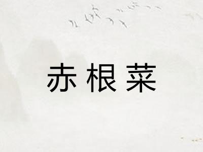 赤根菜