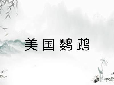 美国鹦鹉 美国鹦鹉