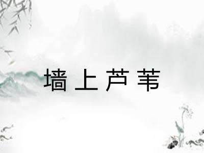 墙上芦苇 墙上芦苇