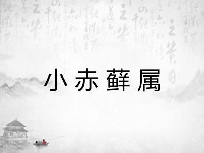 小赤藓属