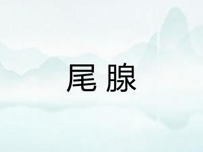 尾腺