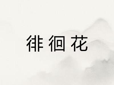 徘徊花 徘徊花