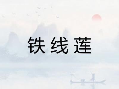铁线莲 铁线莲
