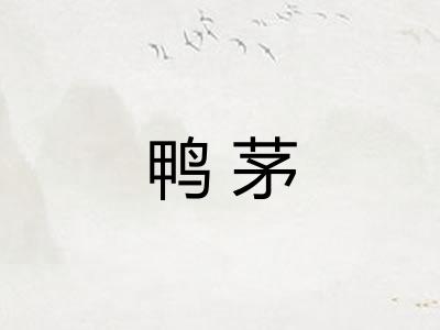 鸭茅