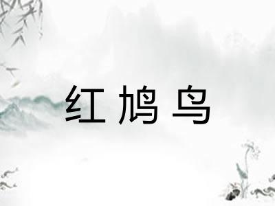 红鸠鸟